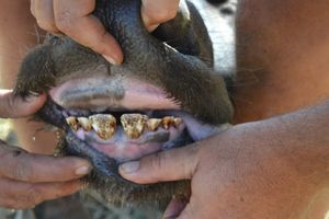 A 1 - Teeth