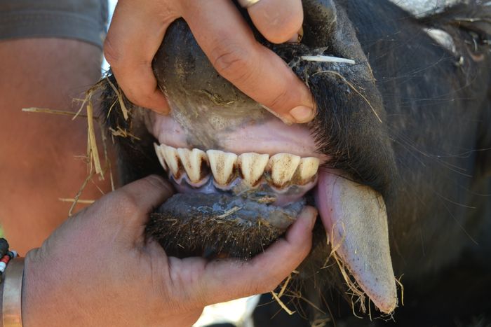 A 7 - Teeth