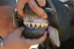 A 7 - Teeth