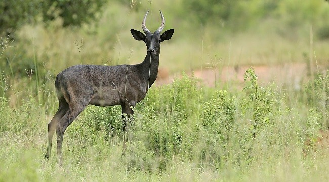 Black Impala