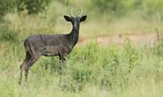 Black Impala
