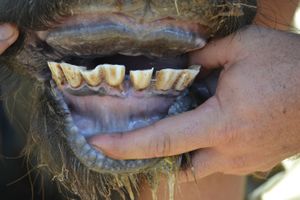 A 12 - Teeth