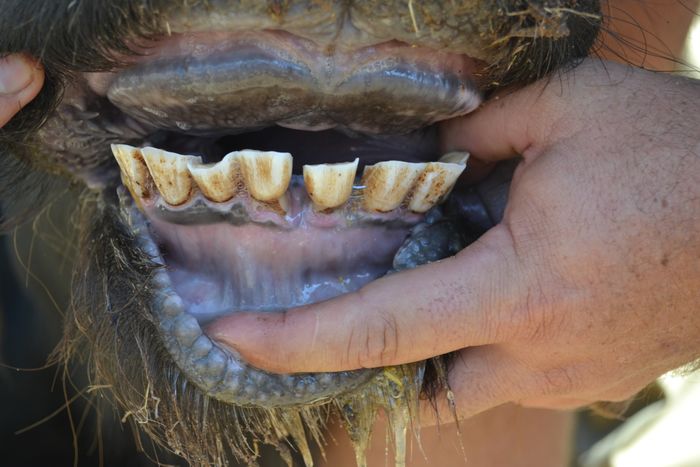 A 12 - Teeth