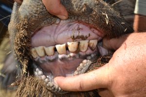 A 10 - Teeth