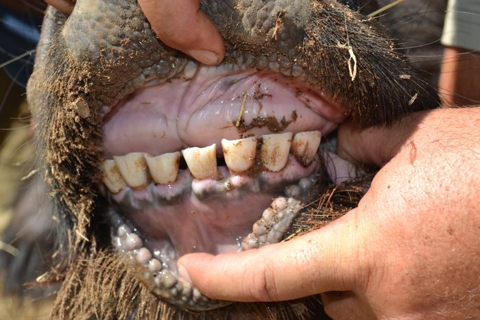 A 10 - Teeth