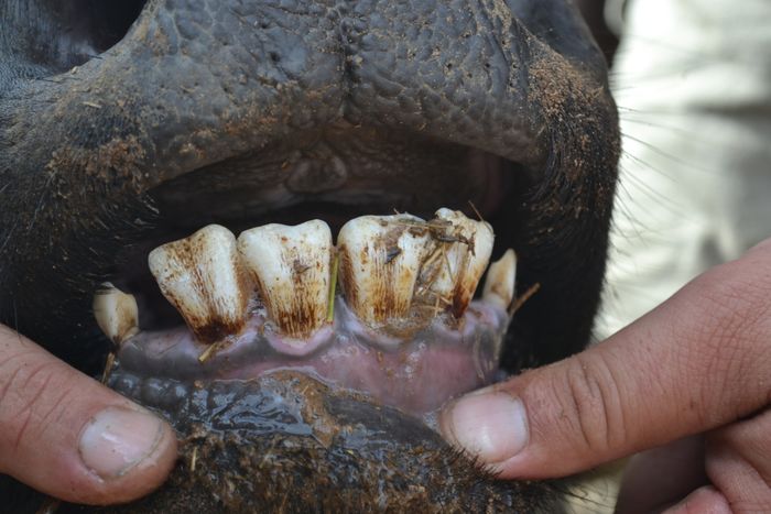 A 26 - Teeth
