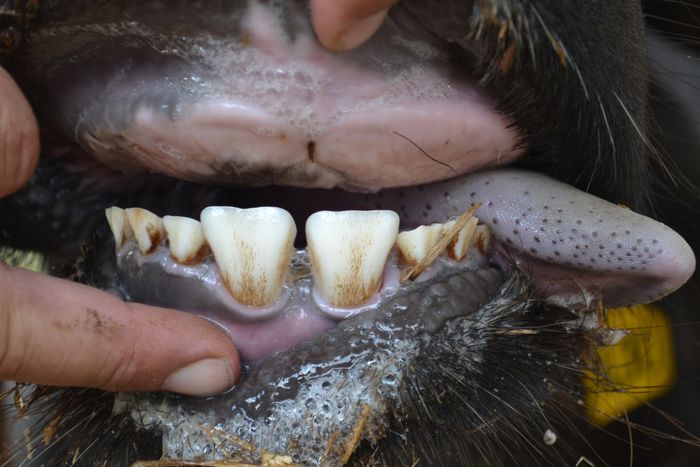 A 30 - Teeth