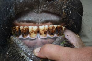 A 22 - Teeth