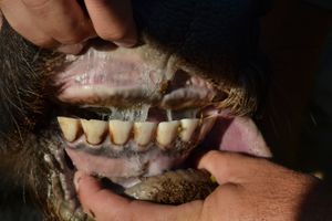 A 16 - Teeth