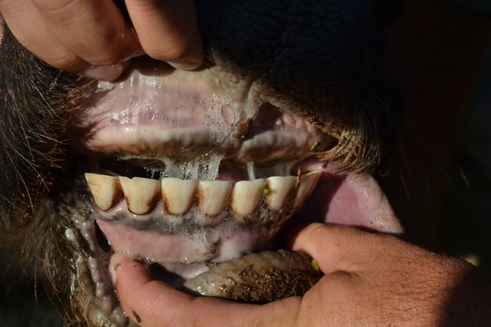A 16 - Teeth