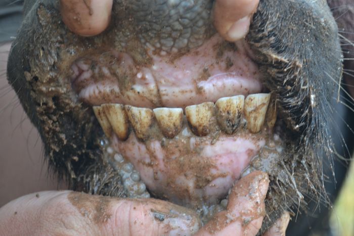 A 36 - Teeth