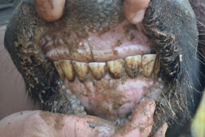 A 36 - Teeth