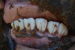 A 13 - Teeth