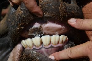 A 14 - Teeth