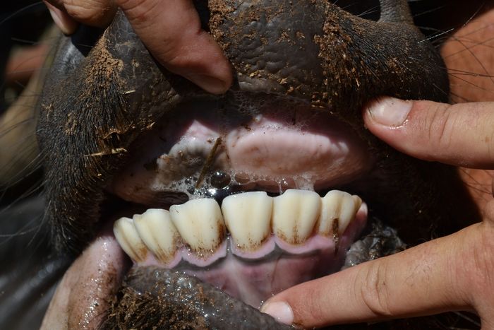 A 14 - Teeth