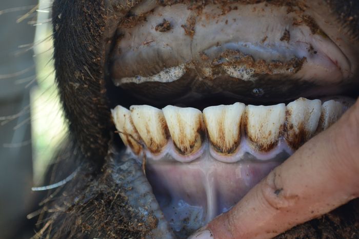 A 15 - Teeth