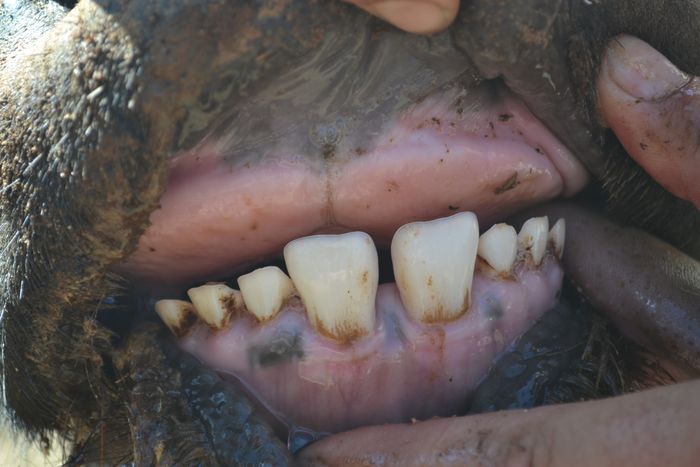 A 38 - Teeth