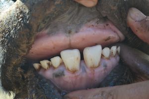 A 38 - Teeth