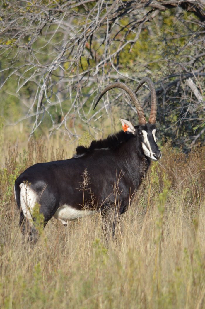 Etosha_1