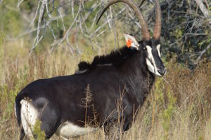 Etosha_1