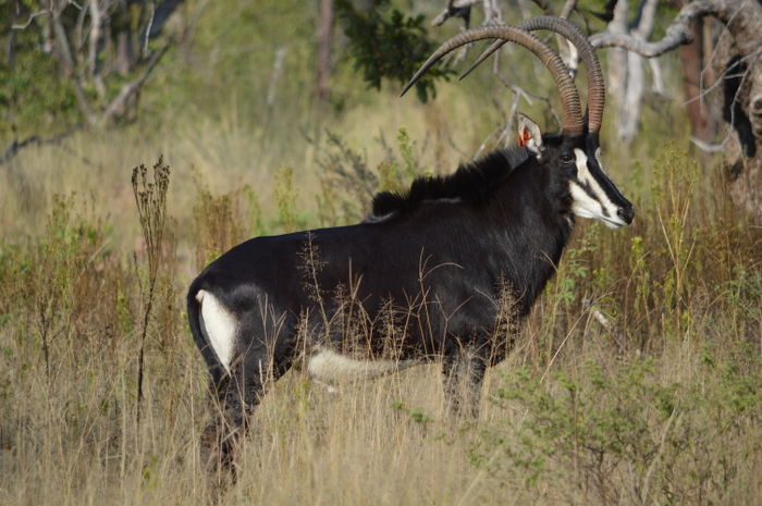 Etosha