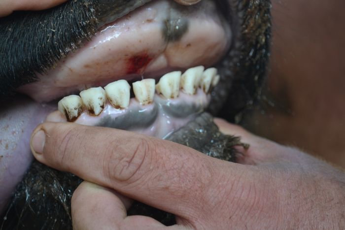 A 4 - Teeth