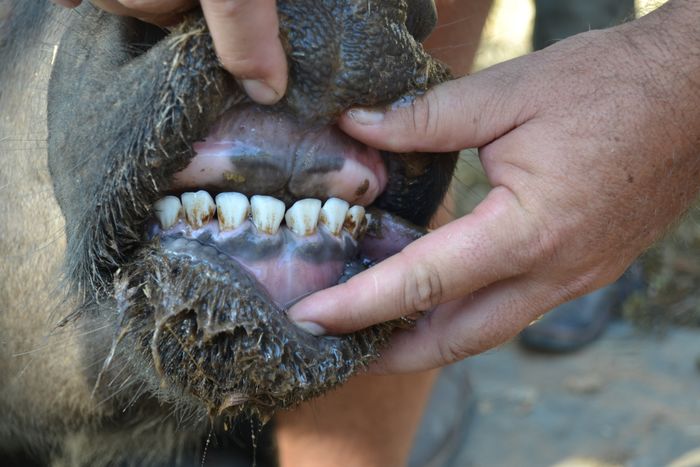 A 27 - Teeth
