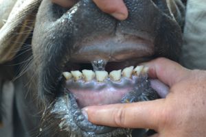 A 29 - Teeth