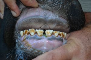 Yello A 28 - Teeth