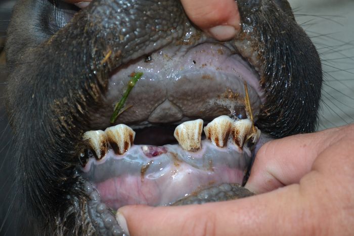A 31 - Teeth