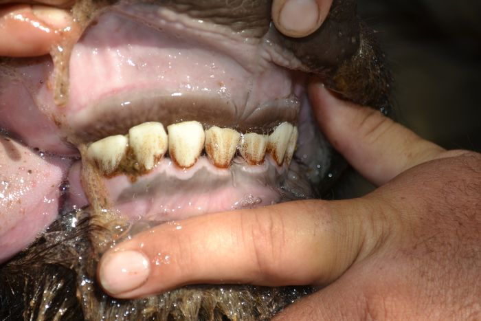 A 32 - Teeth