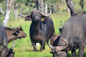 Selous