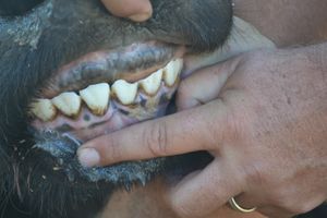 Selous - Teeth