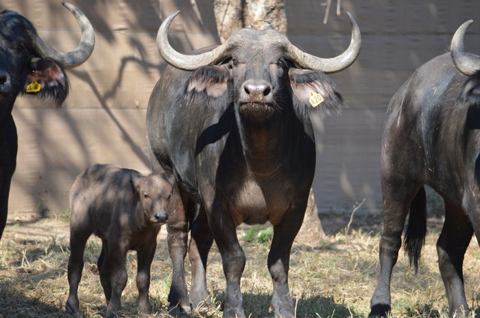 Selous and calf in pens