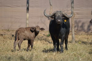 Arusha and calf in pens
