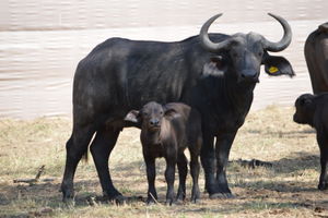 A 26 and calf in pens