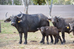 A 24, A 25 and heifer calf in pens