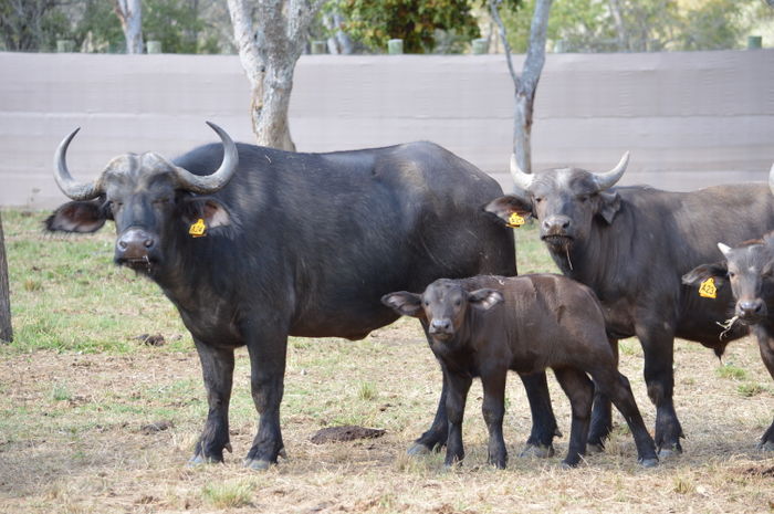 A 24, A 25 and heifer calf in pens