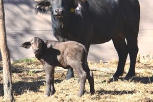 Yellow A 6 Bull calf