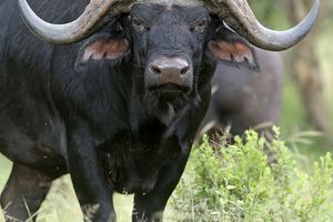 Masai1.jpg