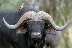 Masai2.jpg