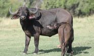 Buffalo Cow & Calf