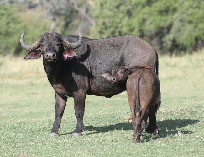 Buffalo Cow & Calf