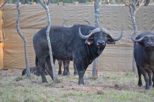Red 30 - 5½ Years Bull