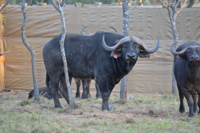 Red 30 - 5½ Years Bull