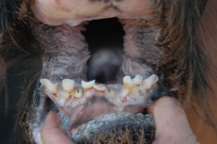 Drop Anna - Teeth Condition 