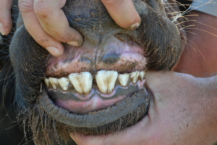 Red 43 - Teeth Condition