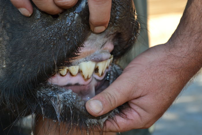 Red 37 - Teeth Condition