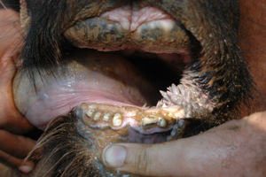 Red 49 - Teeth Condition