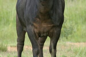 Lot 38.jpg